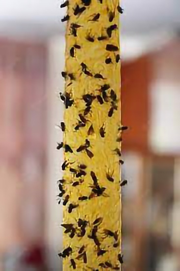 Pest Keeper Adhesive